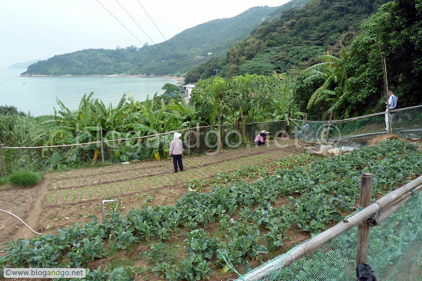 Hong Kong - To Mui Wo past mini-farms